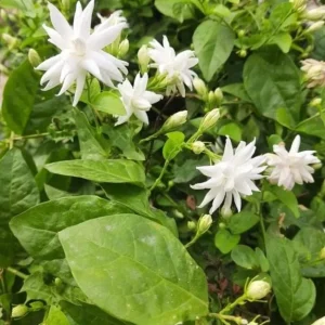 Jasmine Belle of India Live Plant – Jasminum Sambac Shrub – 2 Starter Plants 5-8 Inch Tall - Image 6