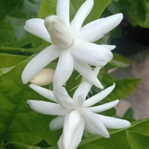 Jasmine Belle of India Live Plant – Jasminum Sambac Shrub – 2 Starter Plants 5-8 Inch Tall - Image 7