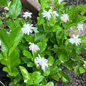 Jasmine Belle of India Live Plant - Jasminum Sambac Shrub - Double White Flowers - 5-8