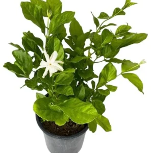 Jasmine Belle of India Live Plant – Jasminum Sambac Shrub – 2 Starter Plants 5-8 Inch Tall - Image 1