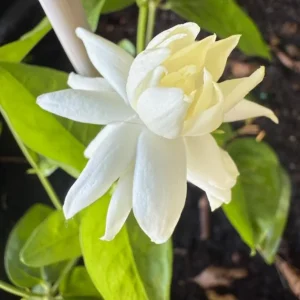 Jasmine Belle of India Live Plant – Jasminum Sambac Shrub – 2 Starter Plants 5-8 Inch Tall - Image 9
