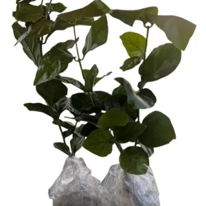 Jasmine Grand Duke of Tuscany Live Plant - 2 Starter Plants 5-8" Tall - Fragrant White Flowers - Image 2