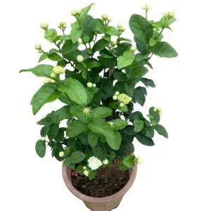 Jasmine Grand Duke of Tuscany Live Plant - 2 Starter Plants 5-8