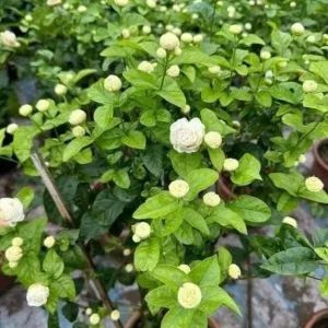 Jasmine Grand Duke of Tuscany Live Plant - 2 Starter Plants 5-8