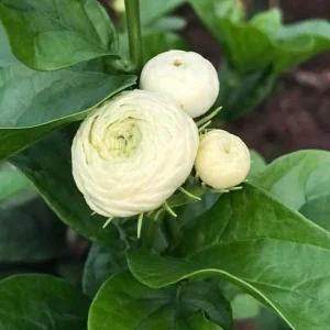 Jasmine Grand Duke of Tuscany Live Plant - 2 Starter Plants 5-8