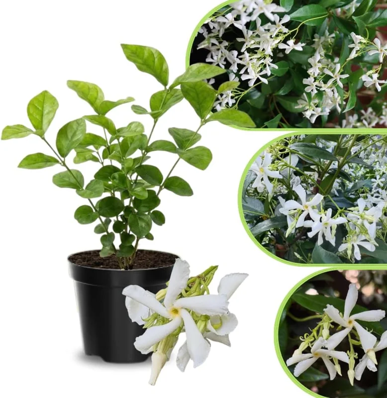 Jasmine Live Plant 4-8″ Tall – Fragrant White Blooms – Outdoor Vine - Image 5