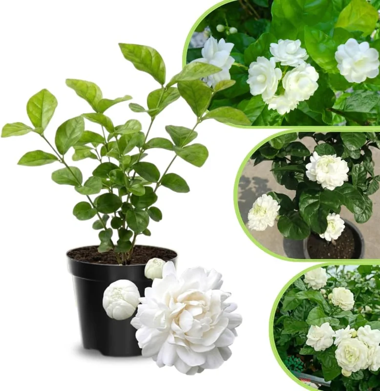Jasmine Live Plant 4-8″ Tall – Fragrant White Blooms – Outdoor Vine - Image 1