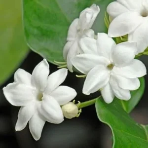 Jasmine Live Plants, 2-Pack, 2-5 Inch Tall Starter Flowers for Outdoor - Image 3