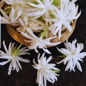 Jasmine Live Plants - 2 Pack, 5-7 Inch Tall, Perennial Blooming Flower Plant, Indoor/Outdoor - Image 6