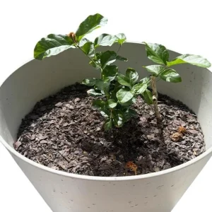 Jasminum Sambac Maid of Orleans Live Plant Set, 2 Plants, 5-8