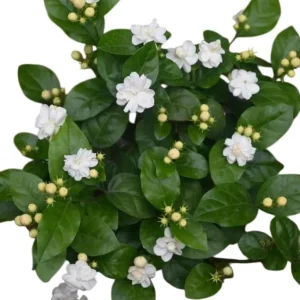 Jasminum Sambac Maid of Orleans Live Plant Set, 2 Plants, 5-8" Tall, Fragrant White Flowers, Indoor/Outdoor - Image 1