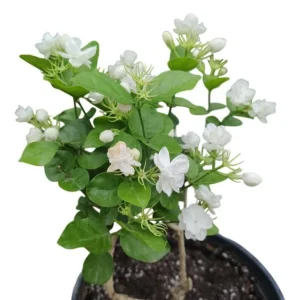 Jasminum Sambac Maid of Orleans Live Plant Set, 2 Plants, 5-8" Tall, Fragrant White Flowers, Indoor/Outdoor - Image 2
