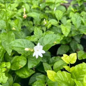 Jasminum Sambac Maid of Orleans Live Plant Set, 2 Plants, 5-8