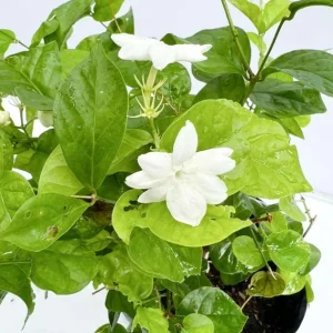 Jasminum Sambac Maid of Orleans Live Plant Set, 2 Plants, 5-8