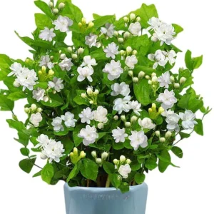 Jasminum Sambac Maid of Orleans Live Plant Set, 2 Plants, 5-8