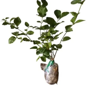 Jasminum Sambac Maid of Orleans Live Plant Set, 2 Plants, 5-8