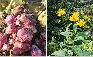 Jerusalem Artichoke Tubers for Planting - 1/2 Lb Sunchoke Bulbs, Sunroots - Image 2