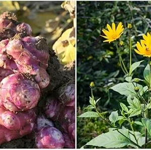 Jerusalem Artichoke Tubers for Planting - 1/2 Lb Sunchoke Bulbs, Sunroots - Image 3