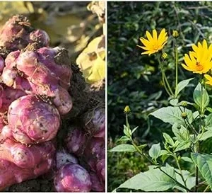 Jerusalem Artichoke Tubers for Planting - 1/2 Lb Sunchoke Bulbs, Sunroots - Image 5