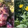 Jerusalem Artichoke Tubers for Planting - 1/2 Lb Sunchoke Bulbs, Sunroots - Image 1