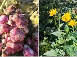 Jerusalem Artichoke Tubers for Planting - 1/2 Lb Sunchoke Bulbs, Sunroots - Image 7