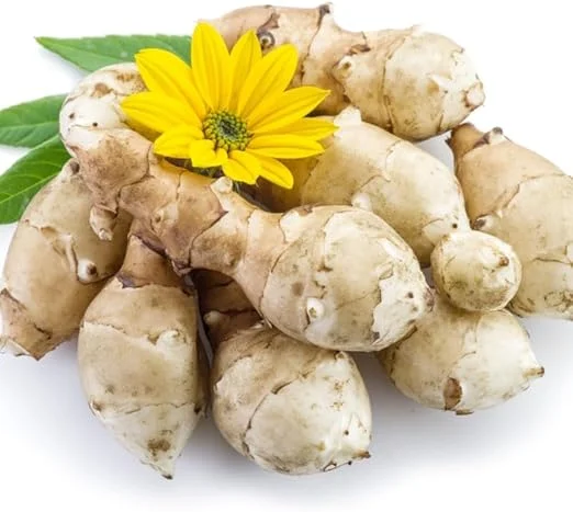 Jerusalem Artichoke Tubers for Planting, 5 Fresh Sunchokes, Hardy Perennial Roots - Image 4