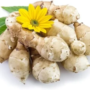 Jerusalem Artichoke Tubers for Planting, 5 Fresh Sunchokes, Hardy Perennial Roots - Image 1
