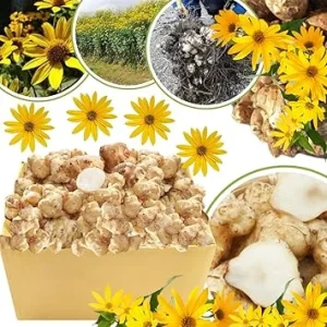 Jerusalem Artichoke Tubers for Planting - 5 Sunchokes - Hardy Perennial Edible Roots - Image 4