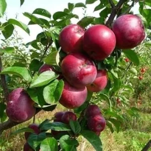 Jonathan Apple Tree Live Plant, 4-5 Ft Tall, Red Apples, Fragrant Blossoms, USDA Zones 4-8 - Image 3