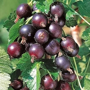 Jostaberry Gooseberry Currant Live Berry Plant, Thornless, 5-9" Tall, Zones 3-8 - Image 2