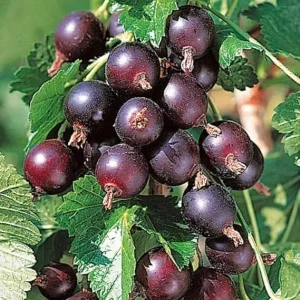 Jostaberry Gooseberry Currant Live Berry Plant, Thornless, 5-9" Tall, Zones 3-8 - Image 1