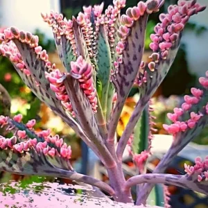 Kalanchoe Pink Butterfly Live Plant - Variegated Mother of Thousands Succulent, Pink, 2 Inch Pot - Image 4