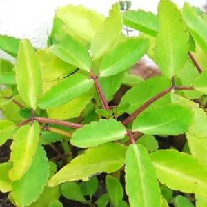 Kalanchoe Pinnata Live Plant – 4 to 6 Inch Height – Indoor Outdoor Succulent - Image 5