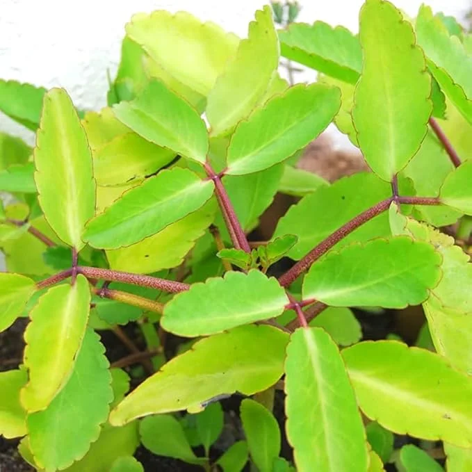 Kalanchoe Pinnata Live Plant – 4 to 6 Inch Height – Indoor Outdoor Succulent - Image 6