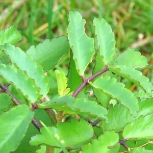 Kalanchoe Pinnata Live Plant – Rooted, 4-6 Inch Tall, In Pot – Indoor/Outdoor - Image 3