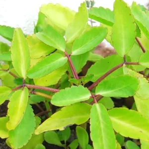 Kalanchoe Pinnata Live Plants - 2 Rooted Plants, 4-6 Inches Tall - Outdoor/Indoor - Image 4