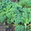 Kale Live Plant, 4 Inch Pot – Vegetable Kale Plants Potted for Garden - Image 1