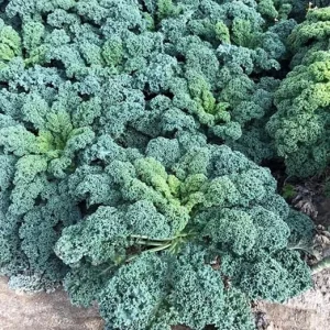 Kale Live Plants – Vegetable – Set of 2 – 4 Inch Pots – Full Sun - Image 6