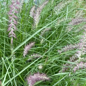 Karley Rose Fountain Grass Live Plant - Pink Pennisetum Orientale - Perennial, 5-8 Inch Tall - Image 10