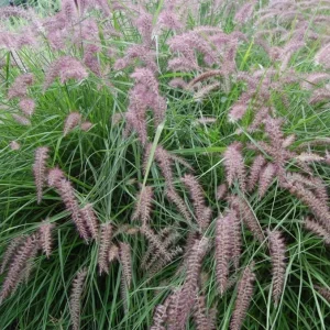 Karley Rose Fountain Grass Live Plant - Pink Pennisetum Orientale - Perennial, 5-8 Inch Tall - Image 1