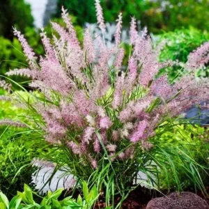Karley Rose Fountain Grass Live Plant - Pink Pennisetum Orientale - Perennial, 5-8 Inch Tall - Image 3