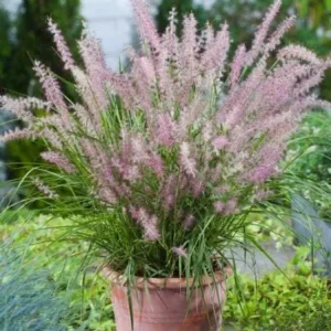 Karley Rose Fountain Grass Live Plant - Pink Pennisetum Orientale - Perennial, 5-8 Inch Tall - Image 4