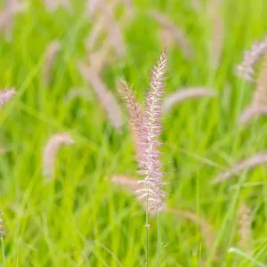 Karley Rose Fountain Grass Live Plant - Pink Pennisetum Orientale - Perennial, 5-8 Inch Tall - Image 5