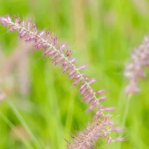Karley Rose Fountain Grass Live Plant - Pink Pennisetum Orientale - Perennial, 5-8 Inch Tall - Image 6