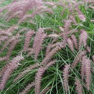 Karley Rose Fountain Grass Live Plant - Pink Pennisetum Orientale - Perennial, 5-8 Inch Tall - Image 7