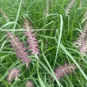 Karley Rose Fountain Grass Live Plant - Pink Pennisetum Orientale - Perennial, 5-8 Inch Tall - Image 8