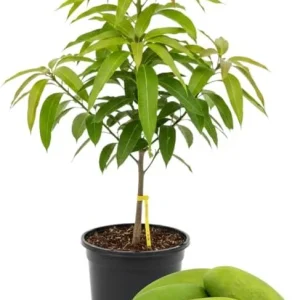 Kent Mango Tree Live Plant – Grafted, 3 Gallon Pot, Sweet Tropical Fruit - Image 3