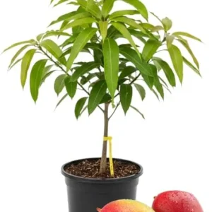 Kent Mango Tree Live Plant – Grafted, 3 Gallon Pot, Sweet Tropical Fruit - Image 1