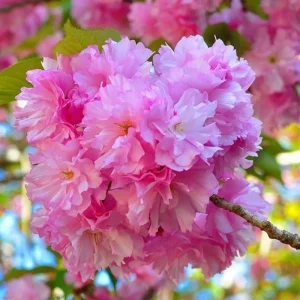 Kwanzan Flowering Cherry Tree Live Plant - Pink Double Blooms, 2.5 Inch Pot - Image 7