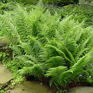 Lady Fern Bare Roots - 10 Pack, 3-5 Inches Tall, Outdoor Ground Cover Plants - Image 3